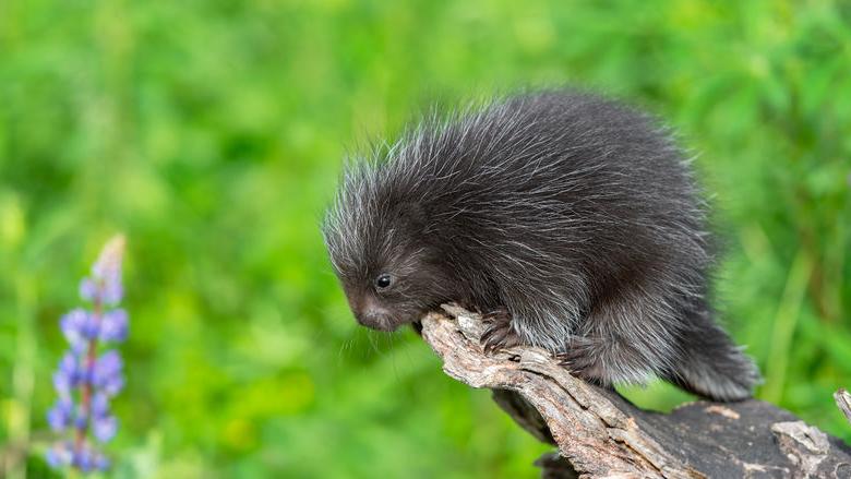 A porcupine